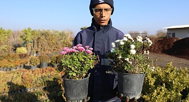 Seradaki çiçekler Yunusemre’nin sokaklarını süslüyor