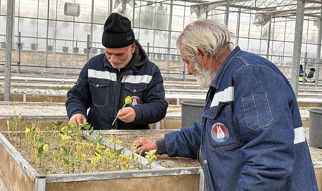 Sincan Belediyesi seralarına açık köklü meyve fidanları eklendi