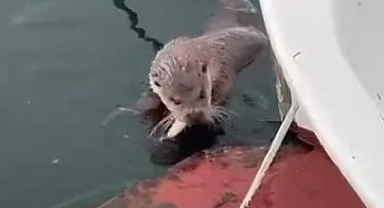 Sinoplu balıkçı, su samurunu elleriyle balık vererek besledi