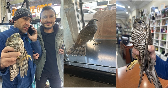 Soğuktan etkilenen atmaca bir iş yerine sığındı