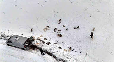 Suriye’den dönen balıklar hayvanlara yem oldu