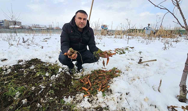 Tatvan’da kar altındaki havuçların hasadı yapıldı
