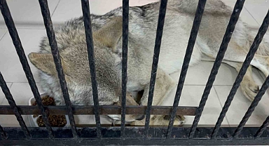 Tatvan’da yaralı halde bulunan kurt tedavi altına alındı