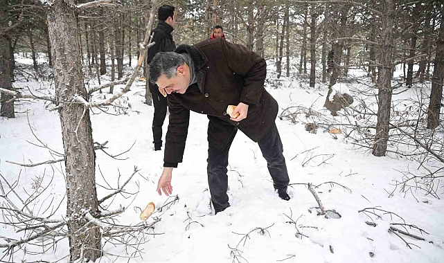 Vali Mustafa Çiftçi, yaban hayvanlarına yem bıraktı