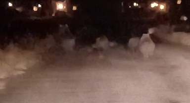 Van’da ayı sürüsü kameraya yansıdı