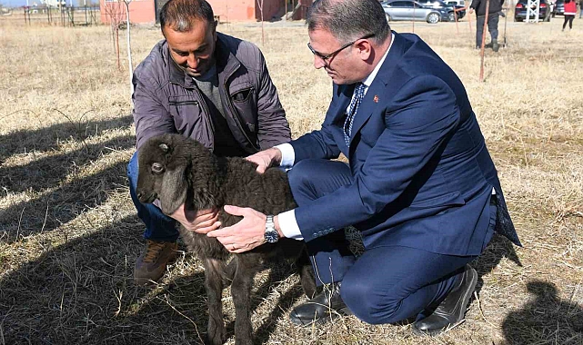 Van'da koyunculuk projesi başarıyla devam ediyor