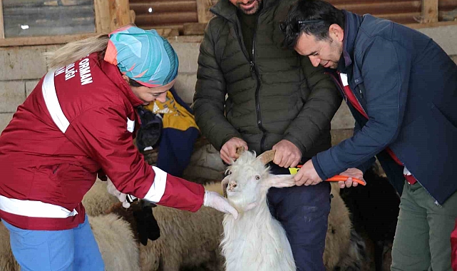 Van'da zorlu kış şartlarına rağmen aşı ve küpe çalışmaları sürüyor