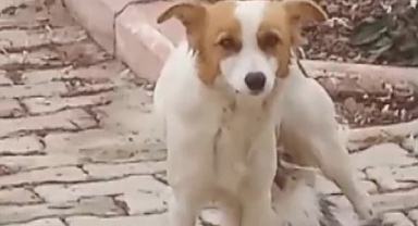 Yavru kediyi ‘Çiko’ isimli depremzede köpek emziriyor