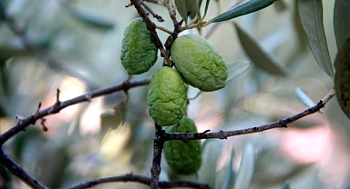YÖK Başkanı Özvar’dan BAÜN’e tebrik