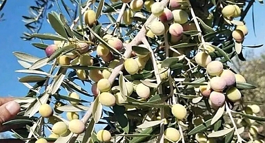 Zeytin üreticisi destek bekliyor