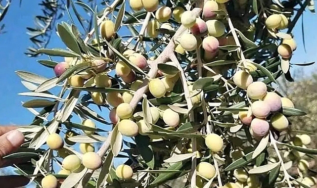 Zeytin üreticisi destek bekliyor