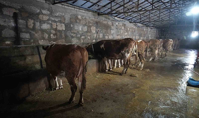 80 bin buzağıdan 5 milyar TL gelir bekleniyor