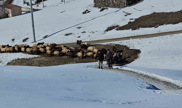 Adilcevaz'ın Sütey Yaylası'nda çiftçilerin zorlu kış mesaisi devam ediyor