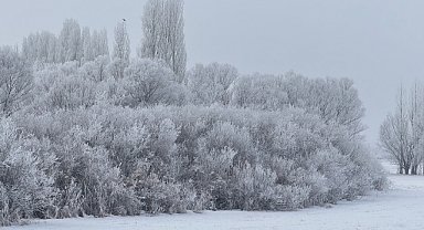 Ağrı'da Murat Nehri dondu, ağaçlar kırağı tuttu (Videolu Haber)