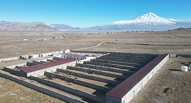 Ağrı Dağı eteklerinde 200 başlı Devekuşu çiftliği (Videolu Haber)