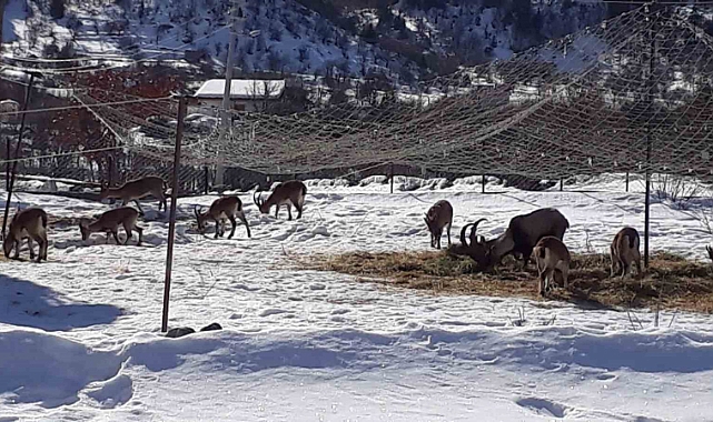 Antalya’nın ürkek misafirleri yaban keçileri mahalleye indi