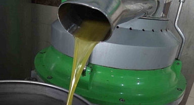 Aydın’da zeytinin yağa dönüşüm yolculuğu başladı