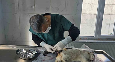 Bağırsağı dışarı çıkan kedi ameliyata alındı