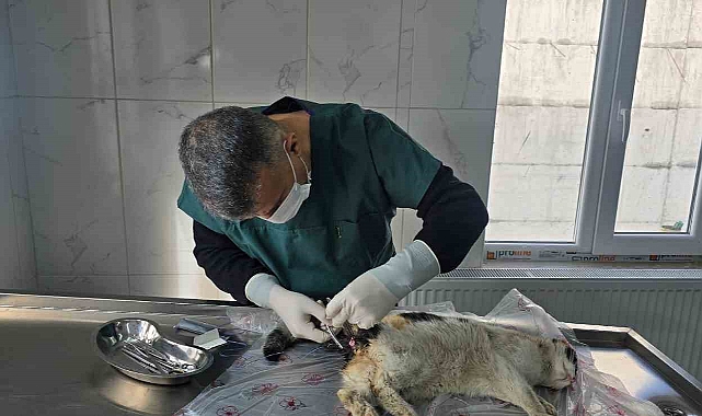Bağırsağı dışarı çıkan kedi ameliyata alındı
