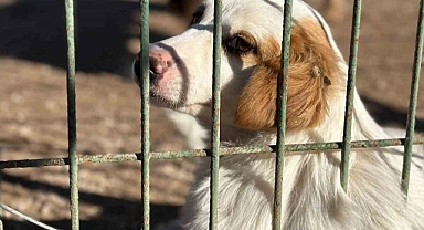 Barınaktan Okullara Sevimli Dost” projesi kabul edildi