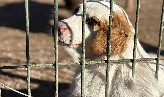 Barınaktan Okullara Sevimli Dost” projesi kabul edildi