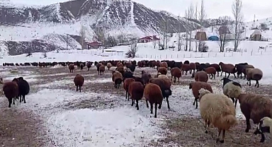 Besicilerin kar altında zorlu mesaisi