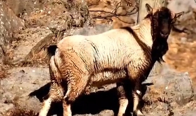 Boynuzsuz erkek yaban keçisi şaşırttı