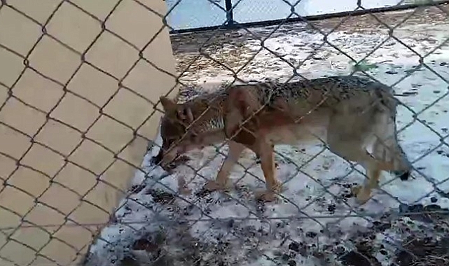 Duyarlı vatandaşların bulduğu yarlı kurt tedavisi tamamlanarak doğaya bırakıldı.
