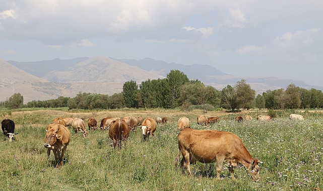 Erzincan'da 8 yılda 19 köyde 57 bin dekar mera ıslah edildi