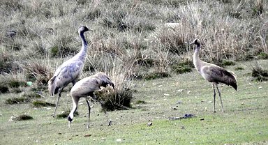 Erzincan'da telli turnalar görüntülendi
