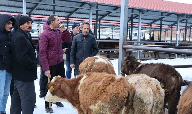 Erzurum Oltu'daki hayvan pazarı yeniden açıldı