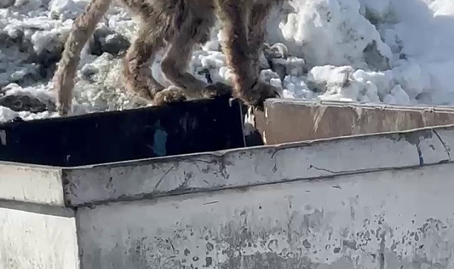 Erzurum'da aç kalan tilki çöp konteynerinde yiyecek aradı