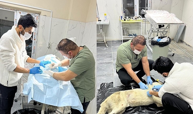 Hakkari'de arabanın çarptığı köpeğe belediye yardım eli uzattı