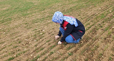 Hububat ve haşhaş ekili alanlarda arazi kontrolleri yapmaya devam ediyor