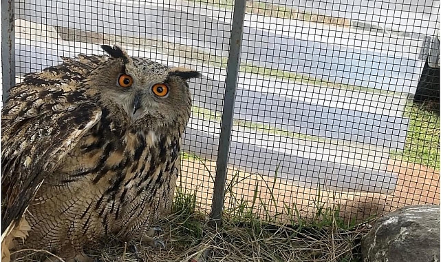 Iğdır'da nesli tehlike altında olan yaralı puhu kuşu tedaviye alındı