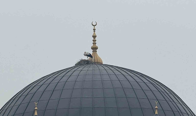 Iğdır'ın simgesi leylekler bu yıl da şehri terk etmedi