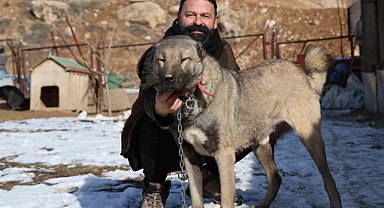 İklim değişikliği kangal köpeklerinin yapısını değiştirdi