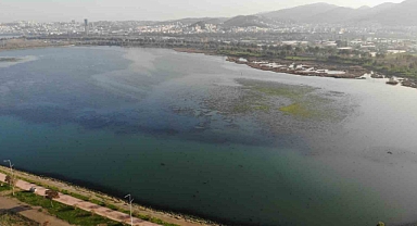 İzmir İnciraltı sahilini deniz marulu sardı