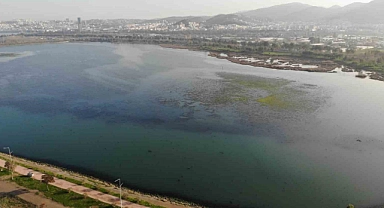 İzmir İnciraltı sahilini deniz marulu sardı