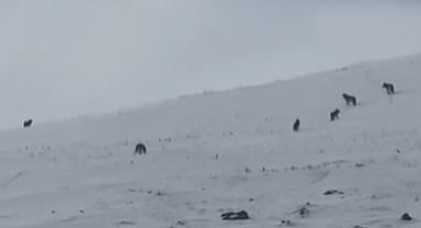 Karla kaplı arazide kurt sürüsü görüntülendi