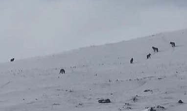 Karla kaplı arazide kurt sürüsü görüntülendi