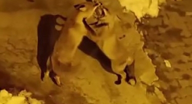 Kedilerin mamalarından tilkiler de nasipleniyor