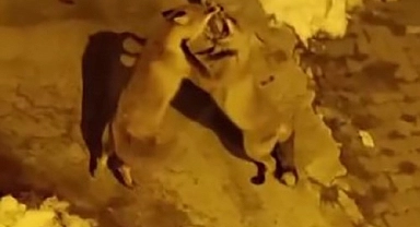 Kedilerin mamalarından tilkiler de nasipleniyor