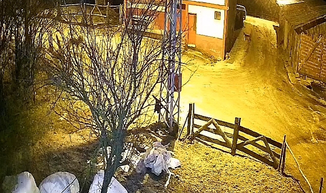Köye inen aç kurt, köpeği yakalamaya çalıştı: O anlar kamerada
