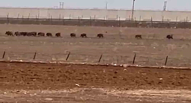 Mardin’de domuz sürüsü cep telefonu kamerasına yansıdı