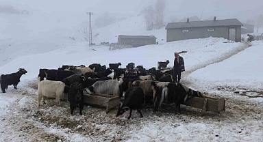 Muş’ta besiciler karla mücadeleye devam ediyor