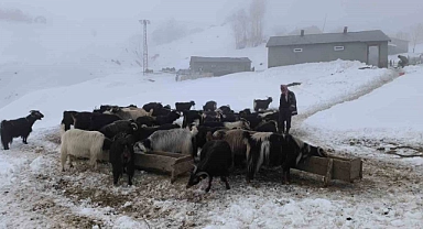 Muş’ta besiciler karla mücadeleye devam ediyor