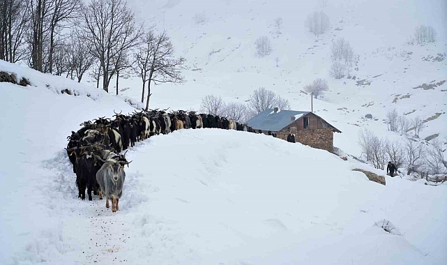 Muş'ta besiciler zorlu kış şartlarına meydan okuyor