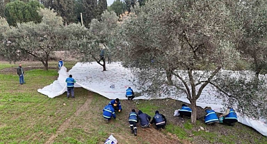 Nazilli Belediyesi’nden zeytin hasadı