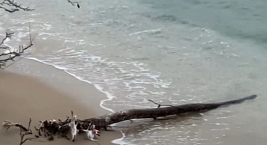 Nesli tükenmekte olan su samuru, kendi avladığı balığı yerken görüntülendi